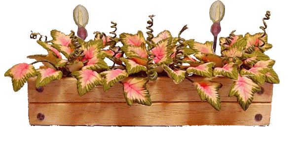 Window Box with Caladiums a404
