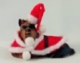 Yorkie in a Santa outfit bh71315k