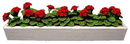 Red Geraniums in White Window Box BDaw517