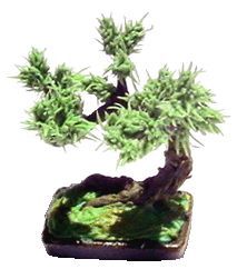 BDA018 Bonsai Tree