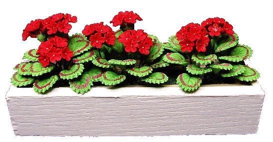 Red Geraniums in White Window Box BDaw417