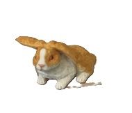 Orange and White Rabbit