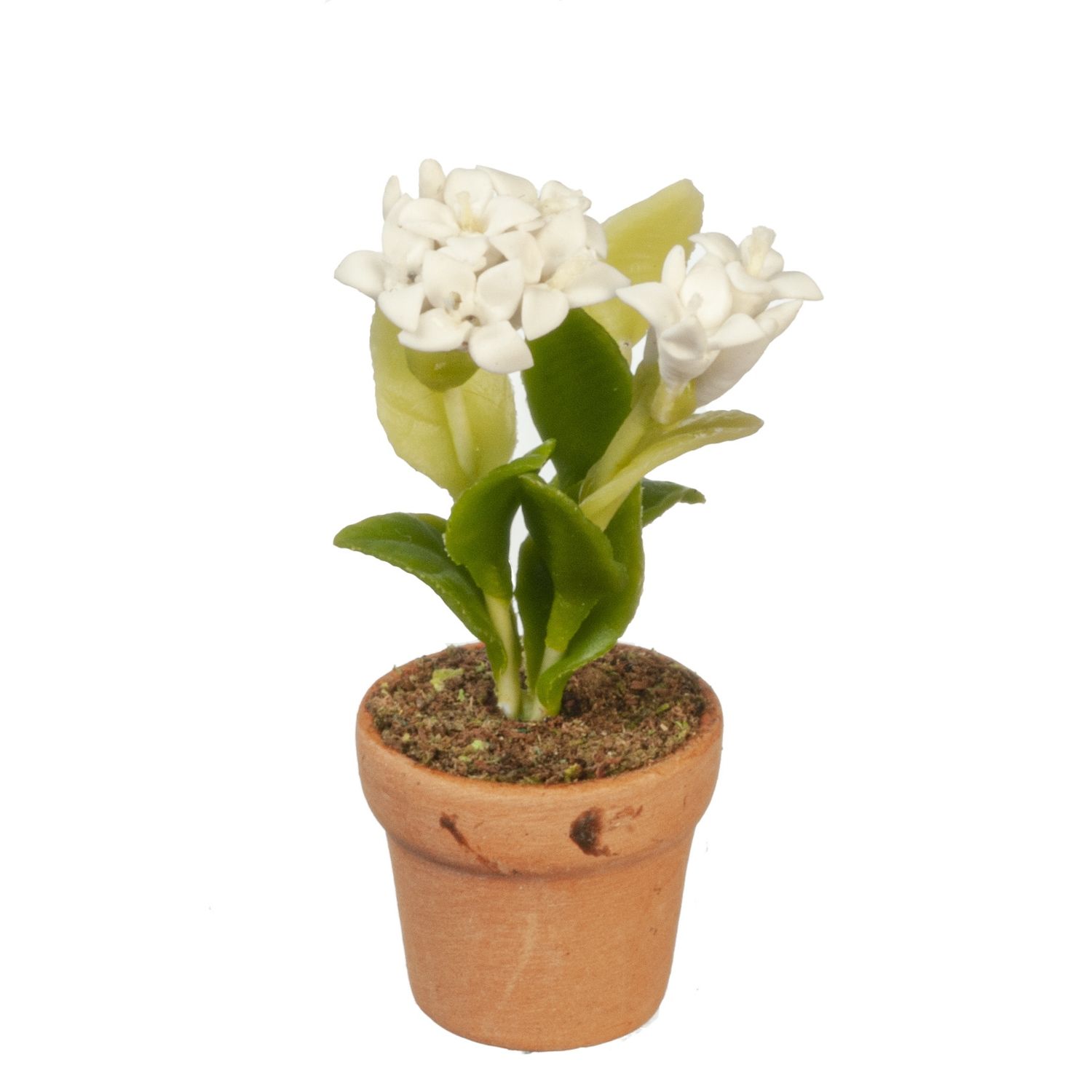 AZG6302 WHITE FLOWERS IN POT