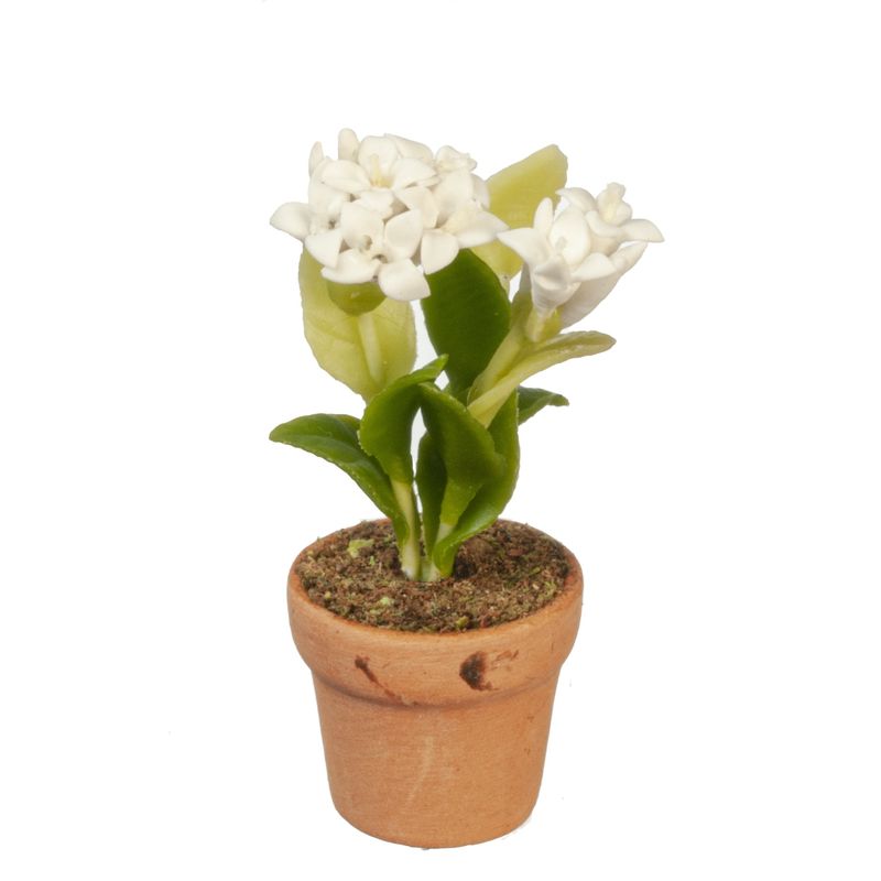 AZG6302 WHITE FLOWERS IN POT
