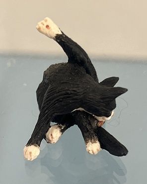 Black &amp; White Cat