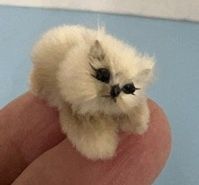 Kitten from Pussy Willow