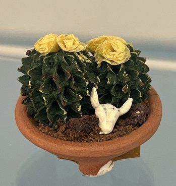 2 Blooming Cacti