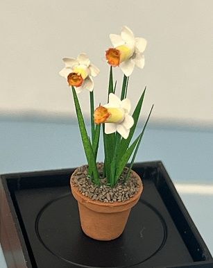 3 Daffodils in Clay Pot