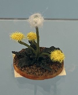 Dandelions
