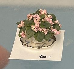 Pink African Violets