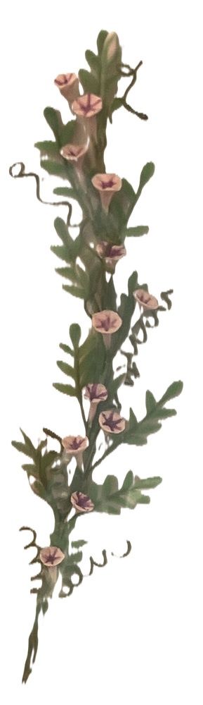 Morning Glory Vine by Bright Delights