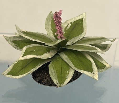 Blooming Hosta Plant