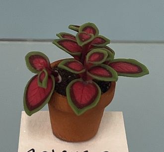 Red and Green Coleus