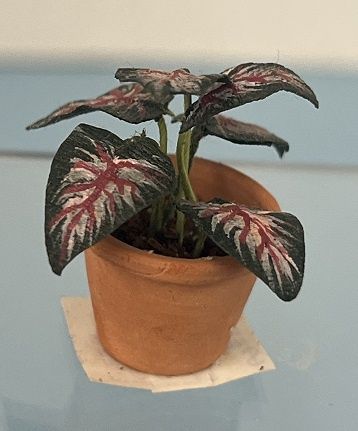 Pink and Green Caladium Plant