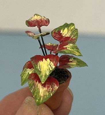 Colorful Houseplant