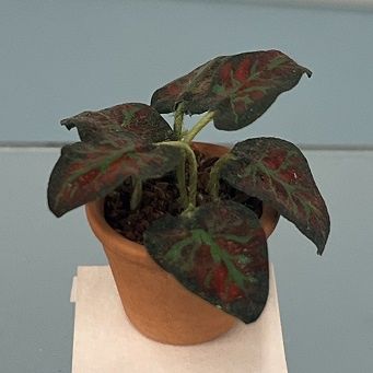 Potted Calathea