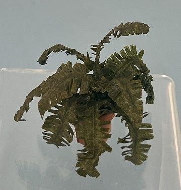 Fern in Clay Pot