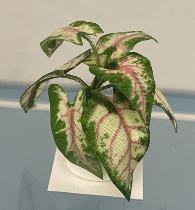 Green, White and Pink Caladium