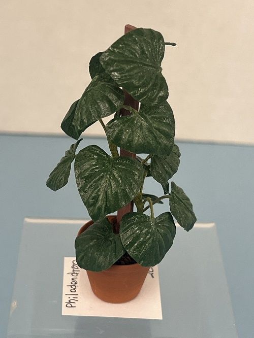 Philodendron