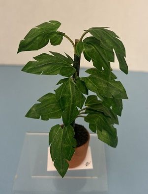 Large Cut Leaf Philodendron