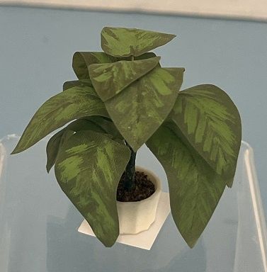 Houseplant