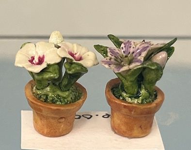 Pair of Potted Primulas