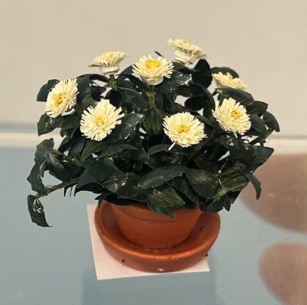 Mums in Clay Pot