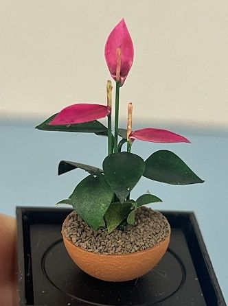 Pink Anthurium