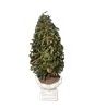 Evergreen In Decorative Pot