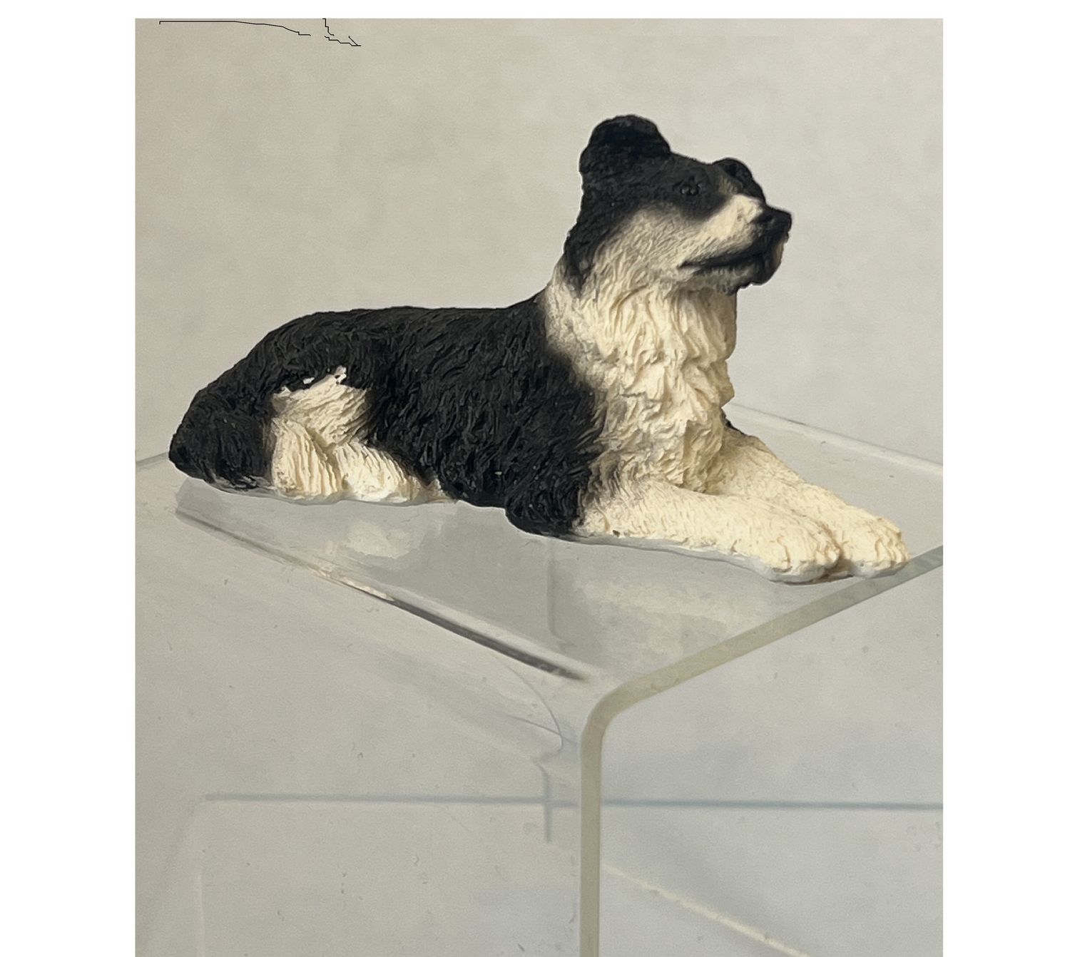 Black and White Dog
