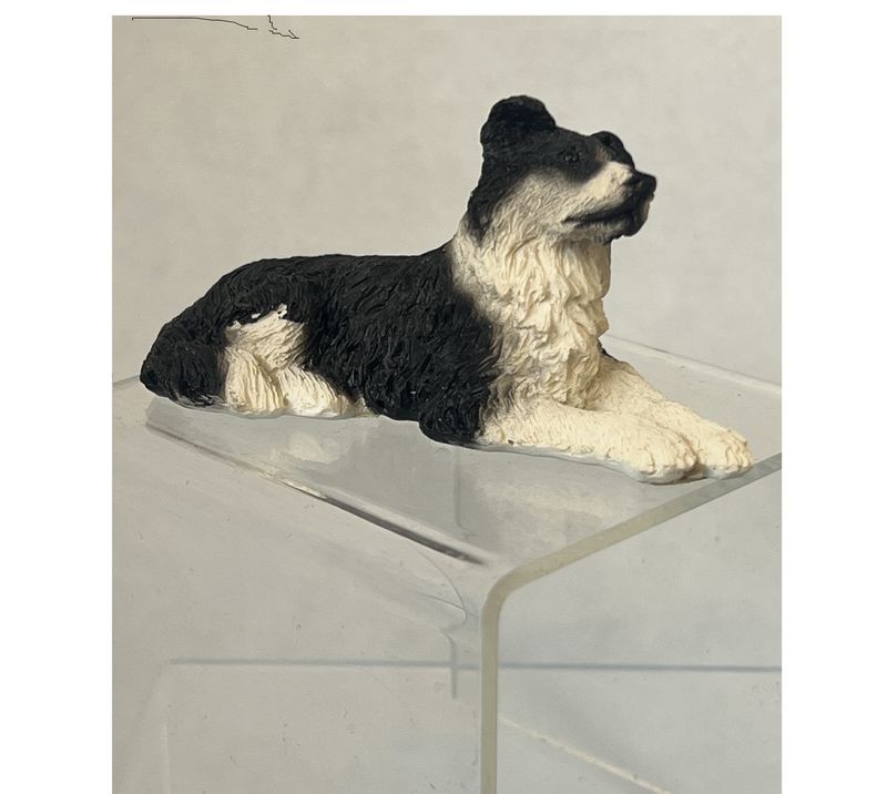 Black and White Dog