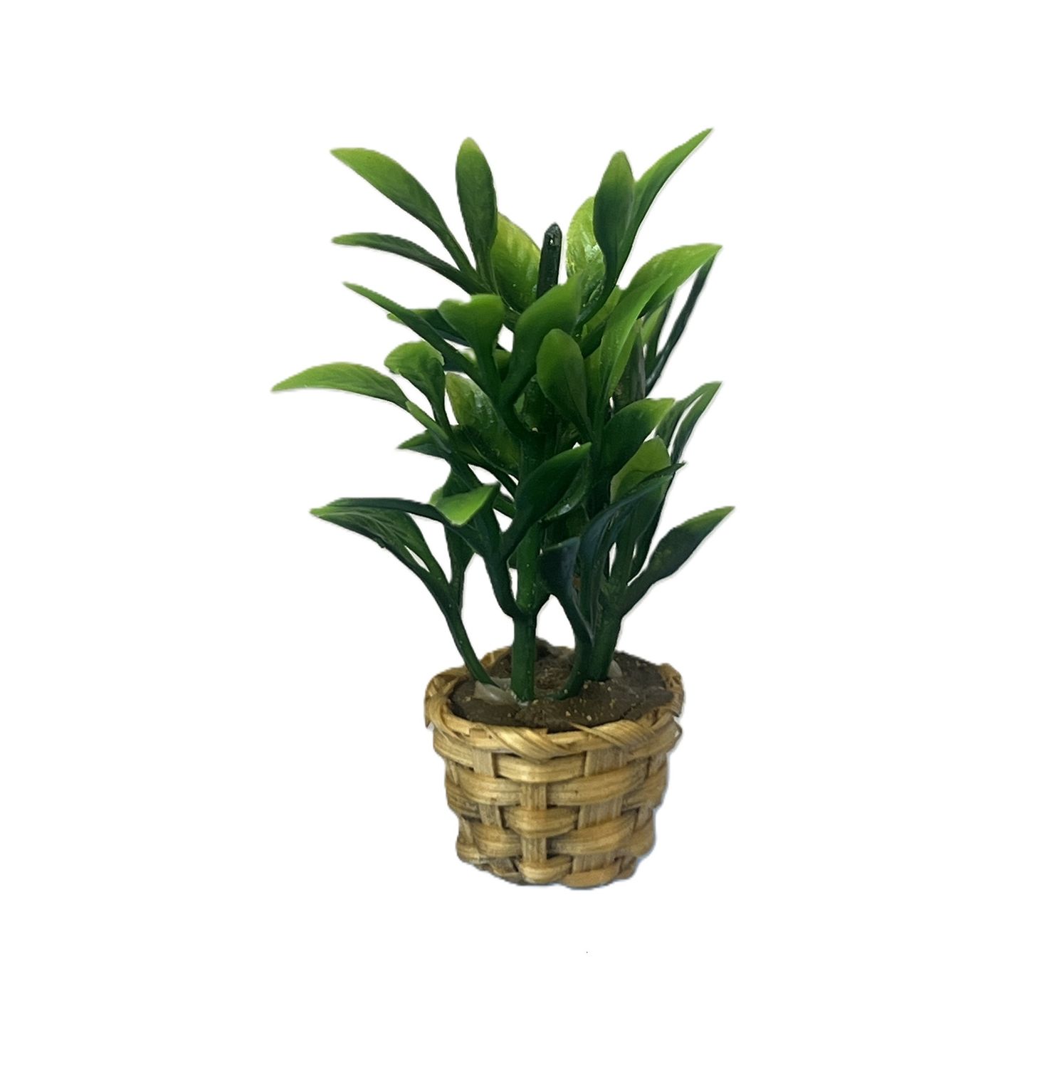 Potted Palm in a basket