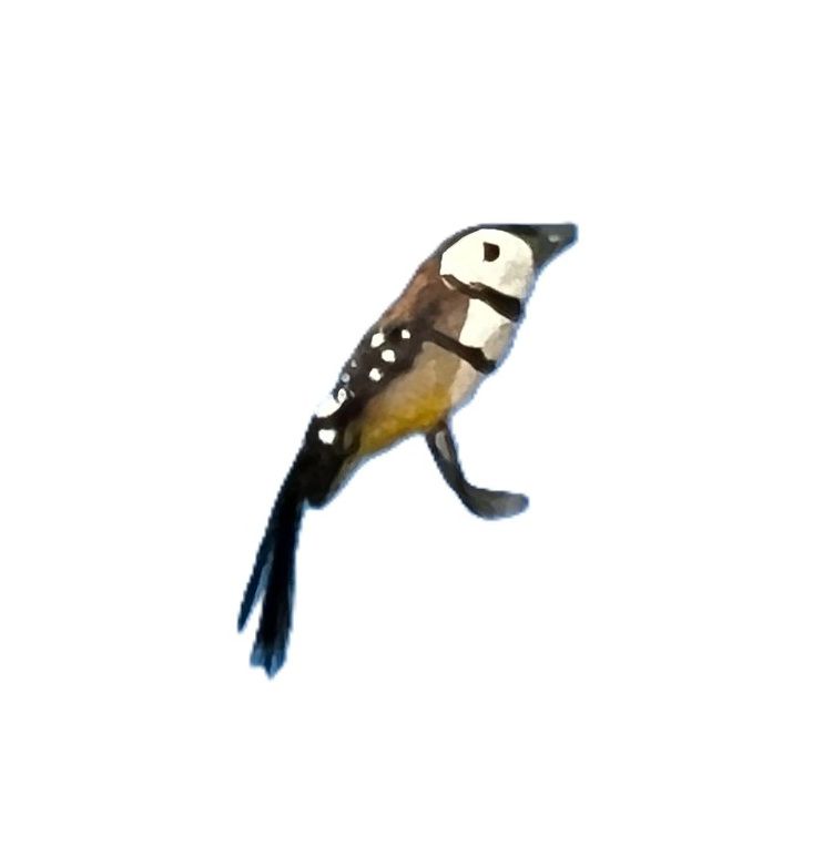 Black, White and Yellow Songbird