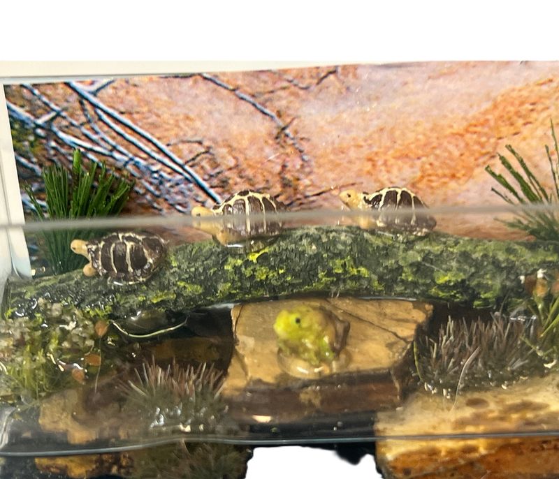 Lighted Aquarium for Turtles