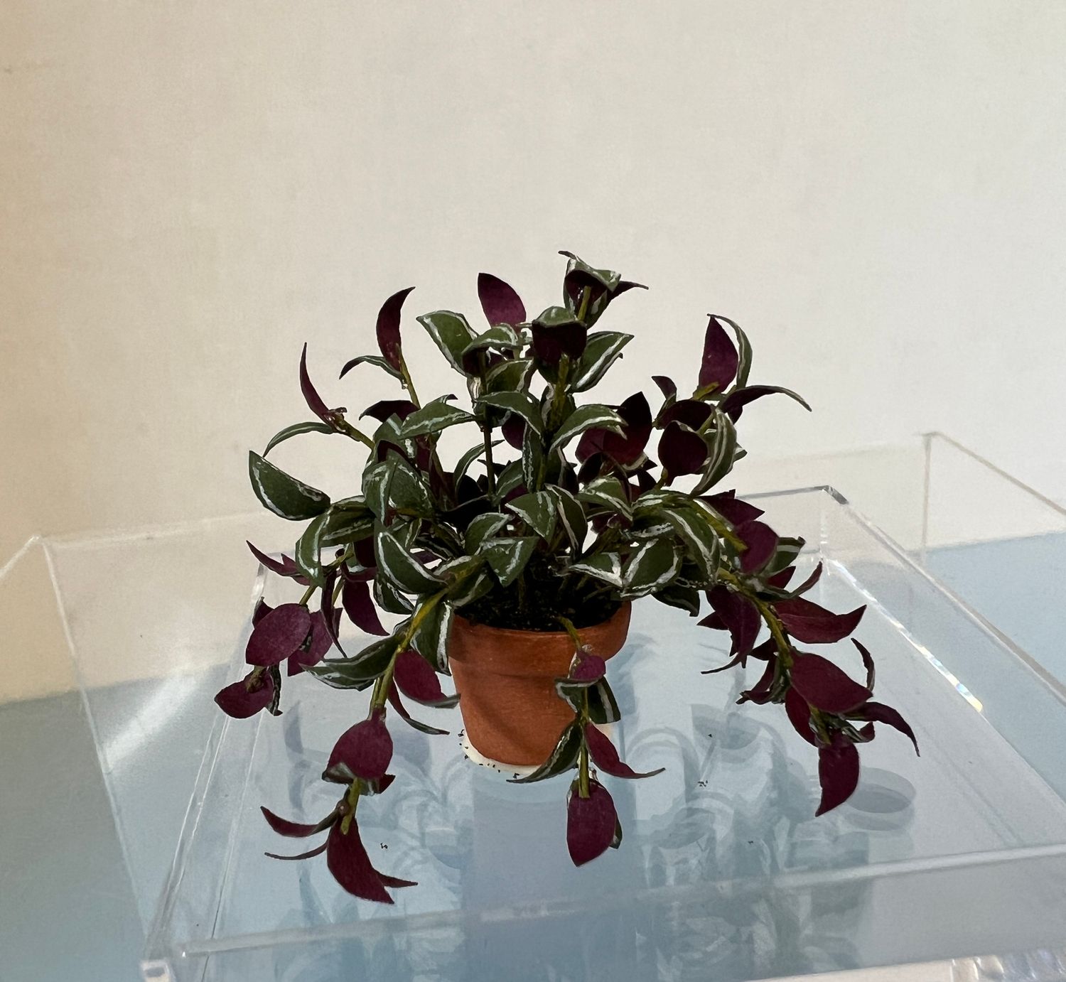 Wandering Jew Plant in Pot