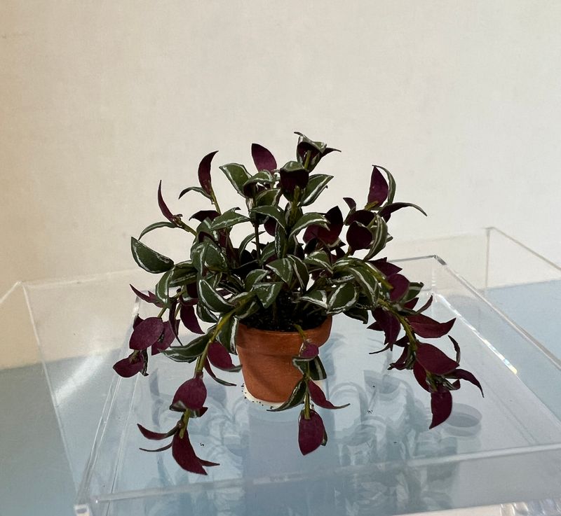 Wandering Jew Plant in Pot