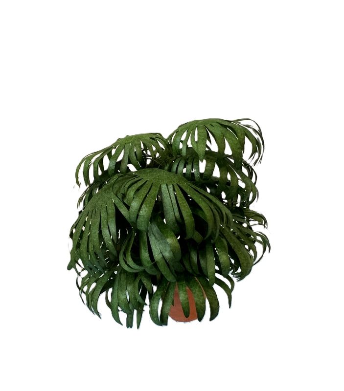 Chinese Fan Palm