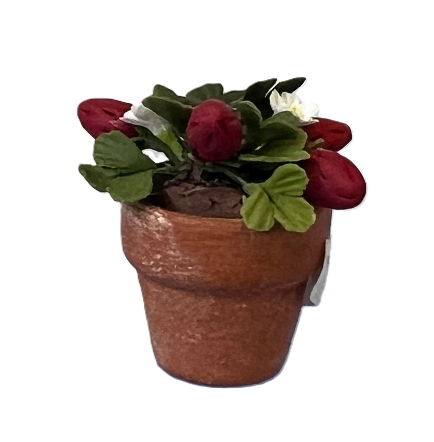 Strawberry Plant in Clay Pot