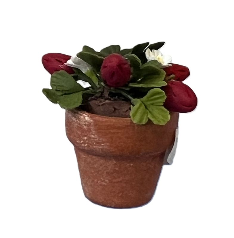 Strawberry Plant in Clay Pot