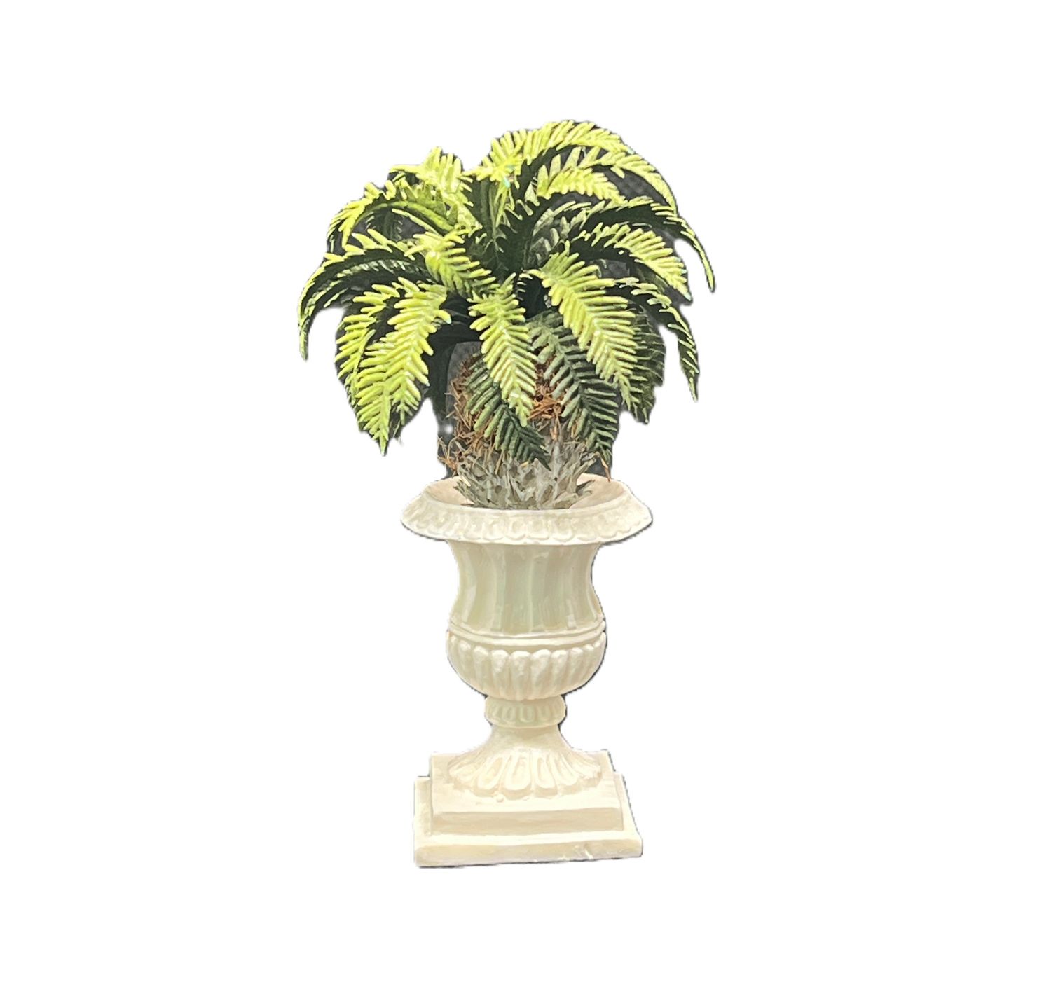 Fern in Planter