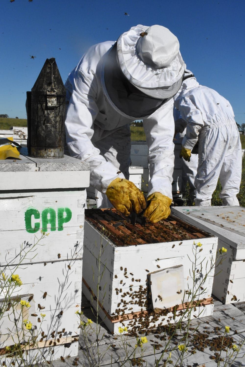 Aluen CAP - Oxalic Acid Strips - PALLET