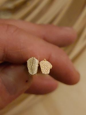 Kołki rattanowe naturalne trapezowe