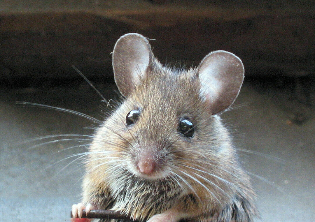 Mouse (4/19)