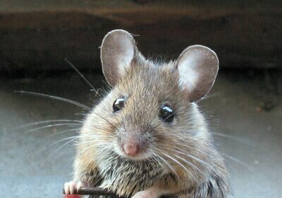 Mouse (4/19)