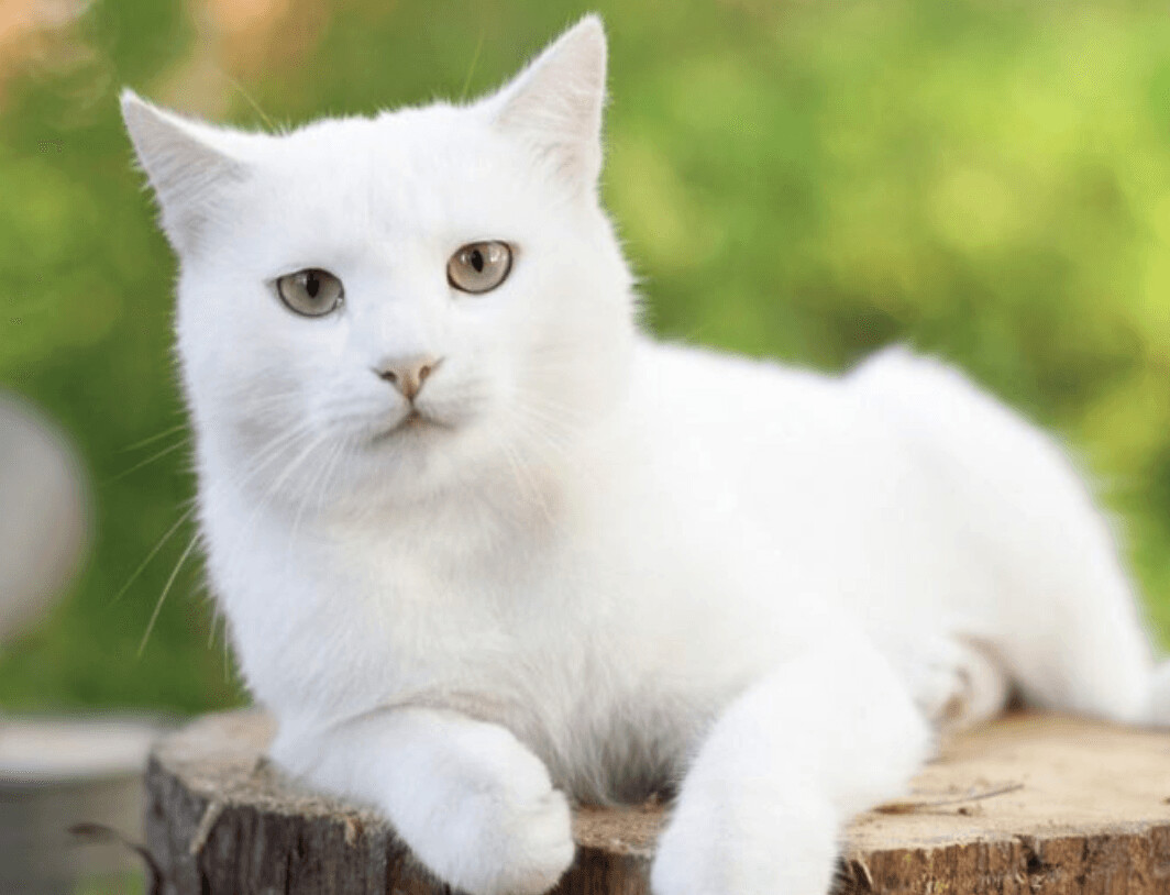 Test Product for Terry, Choose a pet:: Cat, Choose a color:: White