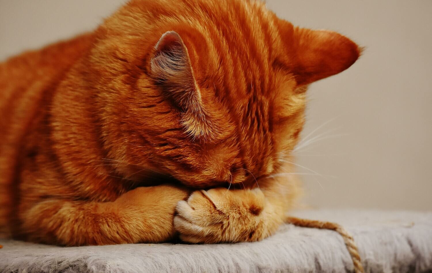 Kitty