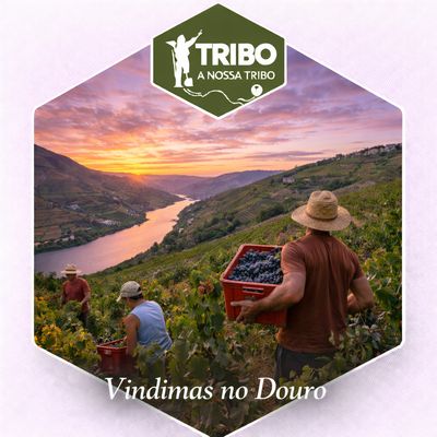 Douro - Vindimas [Almoço incluído] 