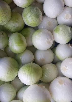 Cebula Obrana Biała 1kg