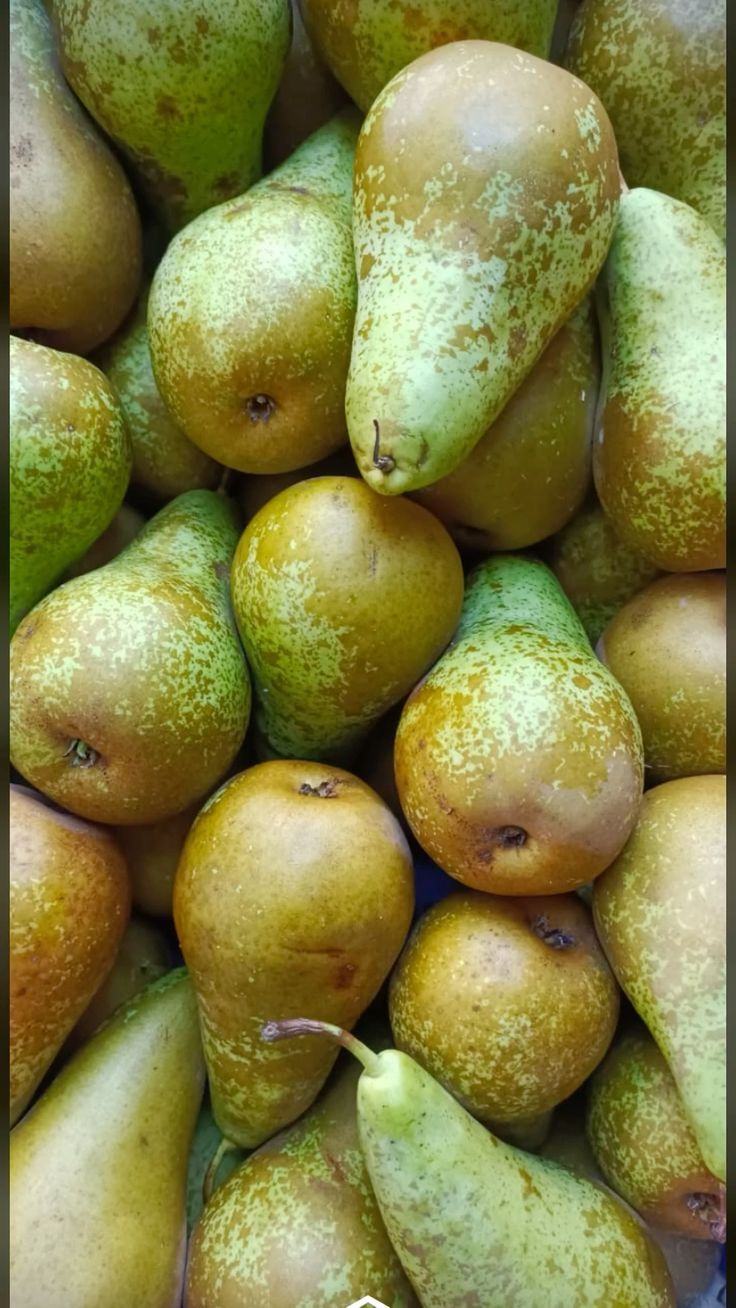 Gruszka Konferencja 1kg