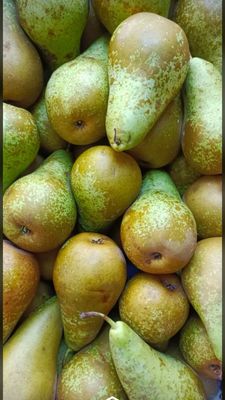 Gruszka Konferencja 1kg